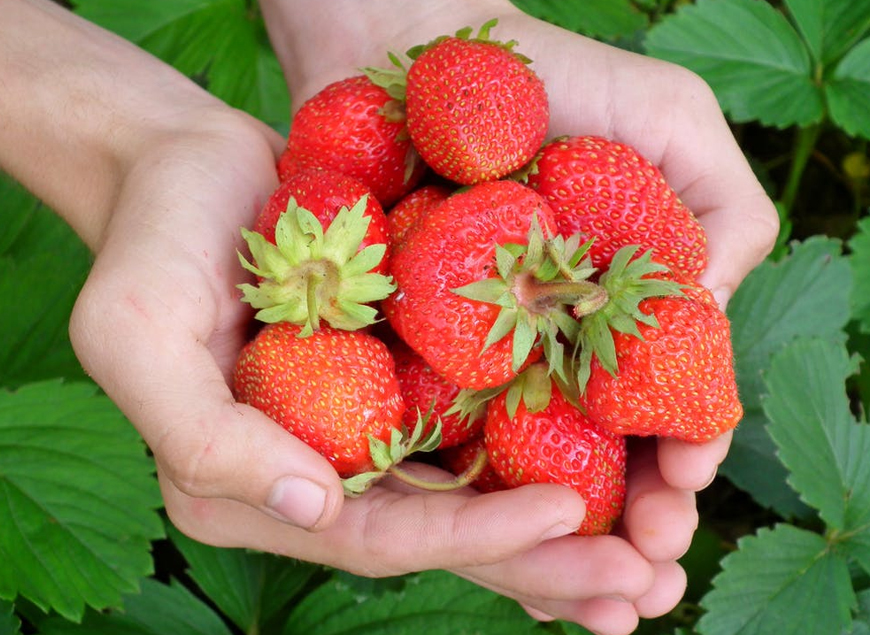 5 effects of strawberries for pregnancy